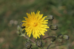 Couvreur Allauch